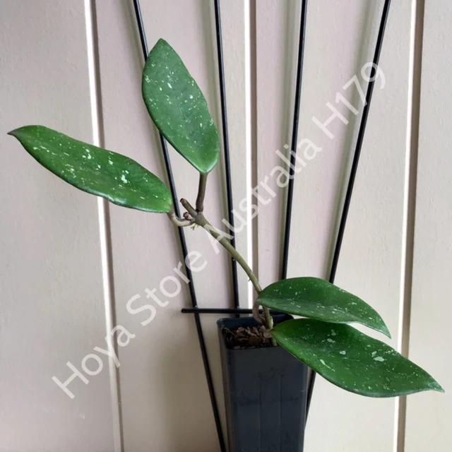 Hoya carnosa 'Green Exotica' H179 - Image 9