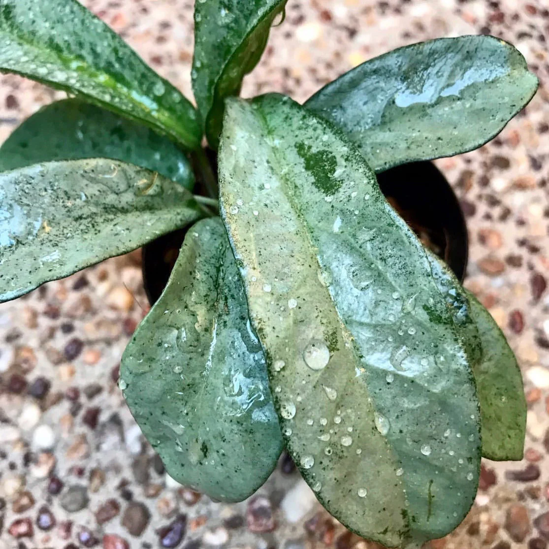 Hoya carnosa 'Grey Ghost' H369