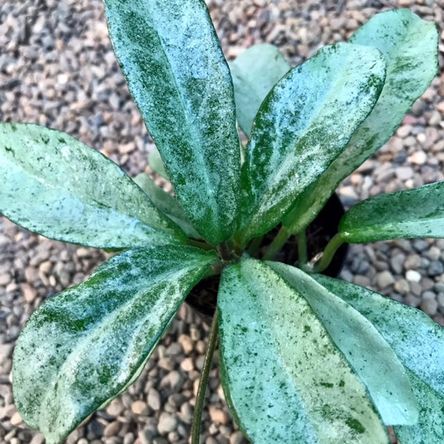 Hoya carnosa 'Grey Ghost' H369 - Image 2