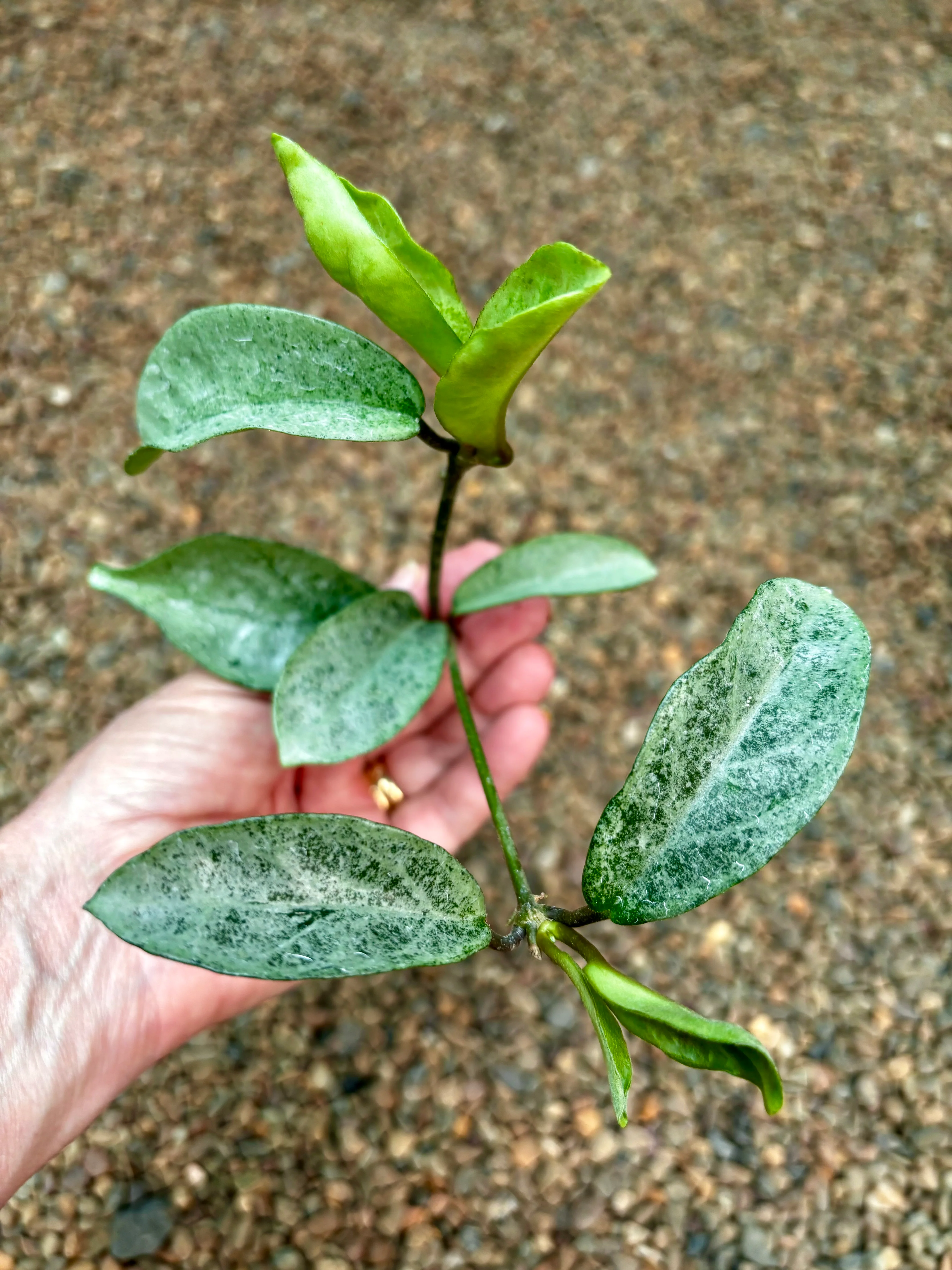 Hoya carnosa 'Grey Ghost' H369 - Image 5