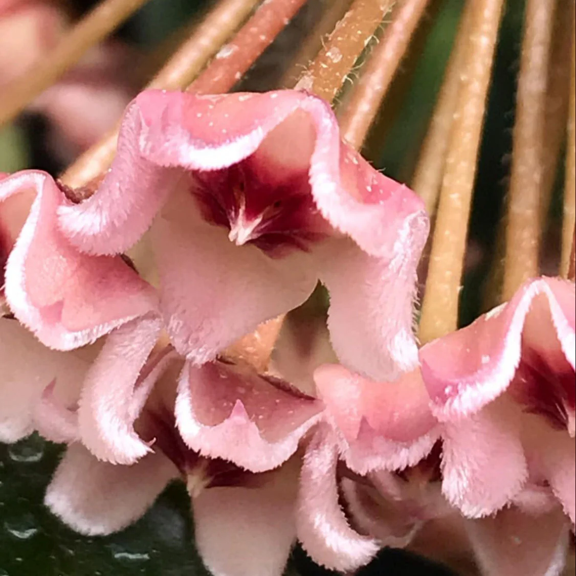 Hoya carnosa H8 - Image 10