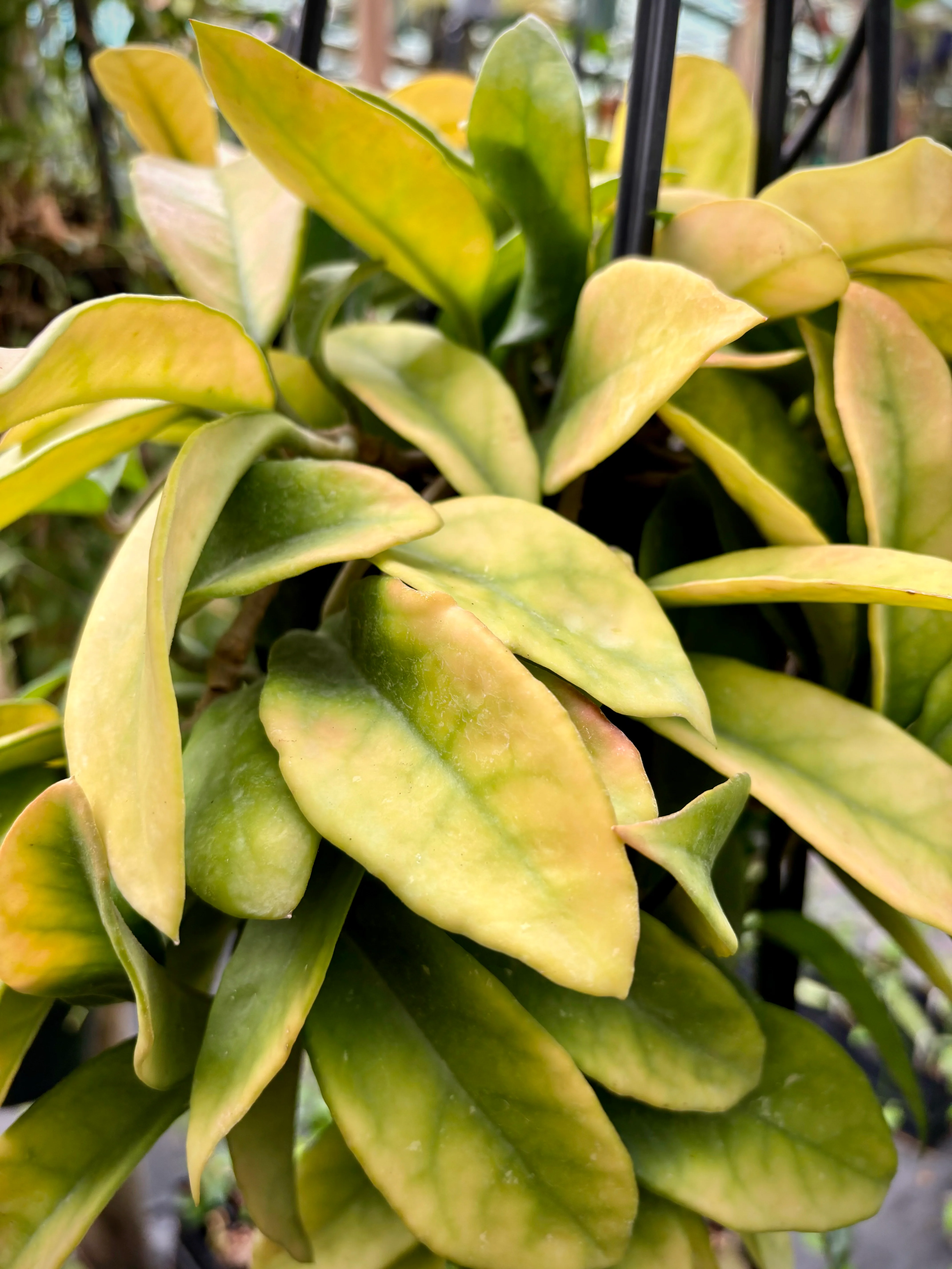 Hoya carnosa H8 - Image 11