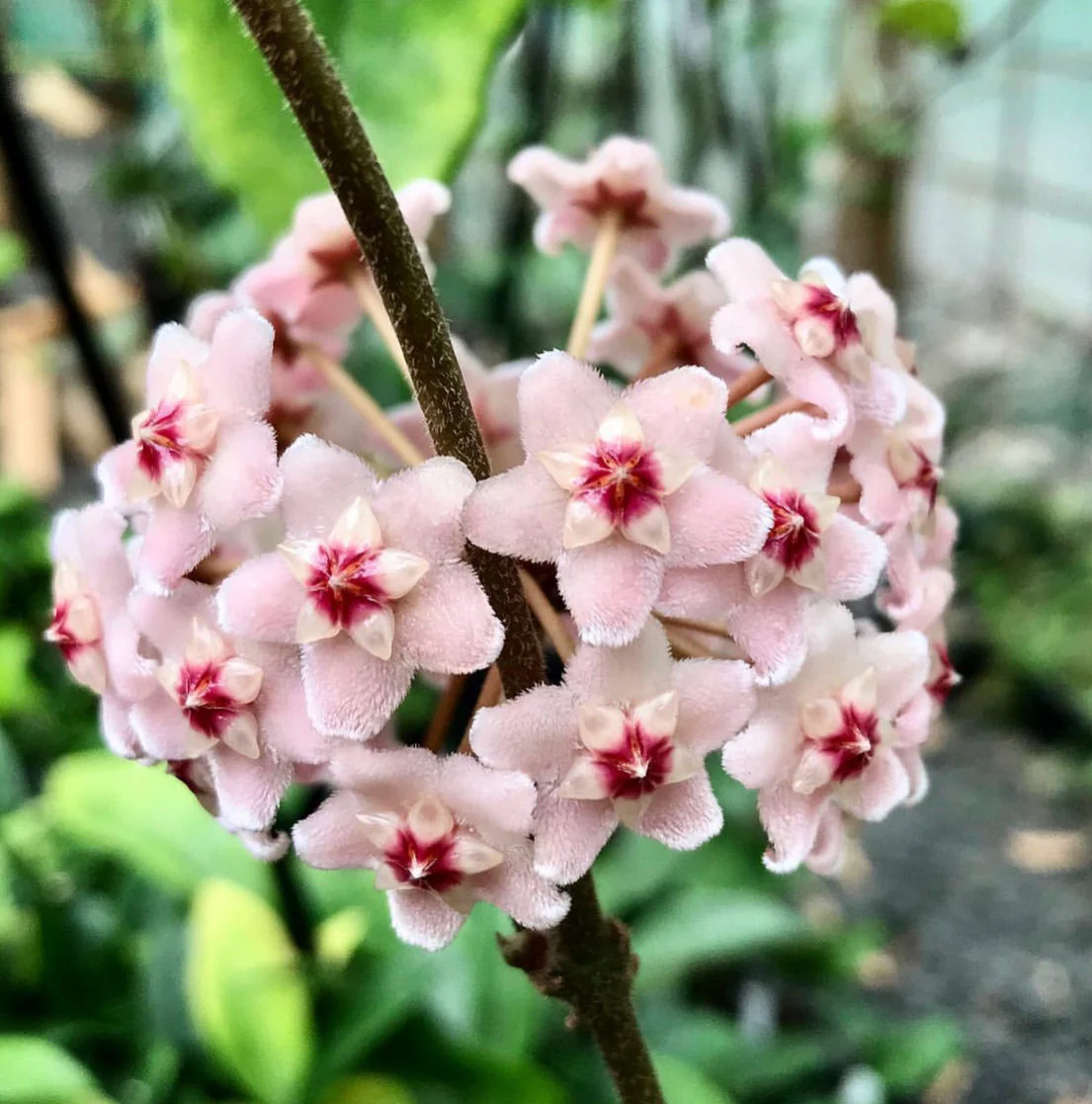 Hoya carnosa H8 - Image 12