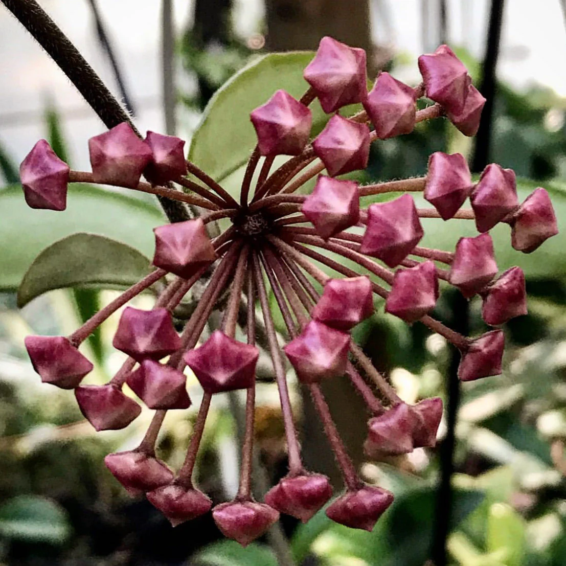 Hoya carnosa H8 - Image 13