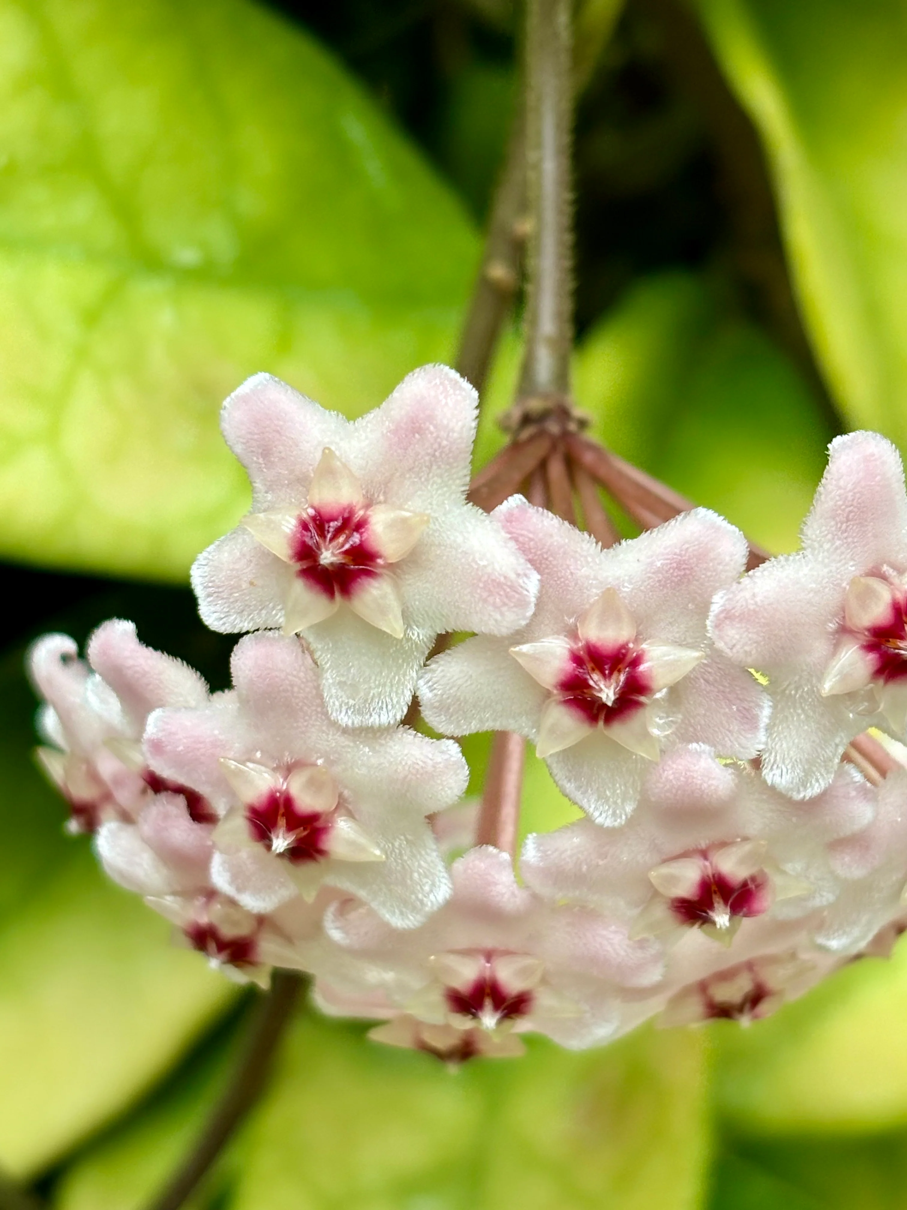 Hoya carnosa H8 - Image 15
