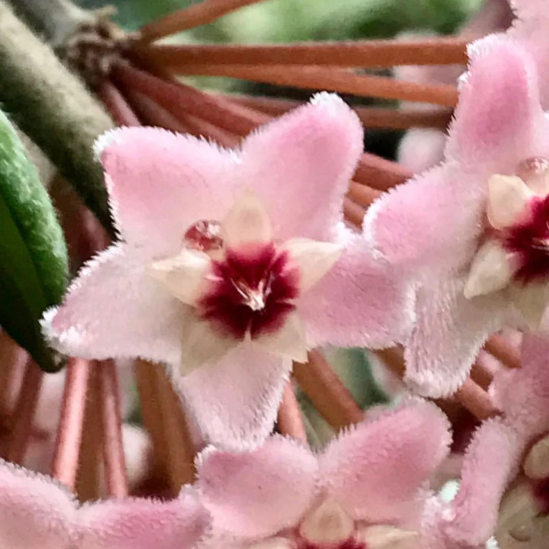 Hoya carnosa H8 - Image 3