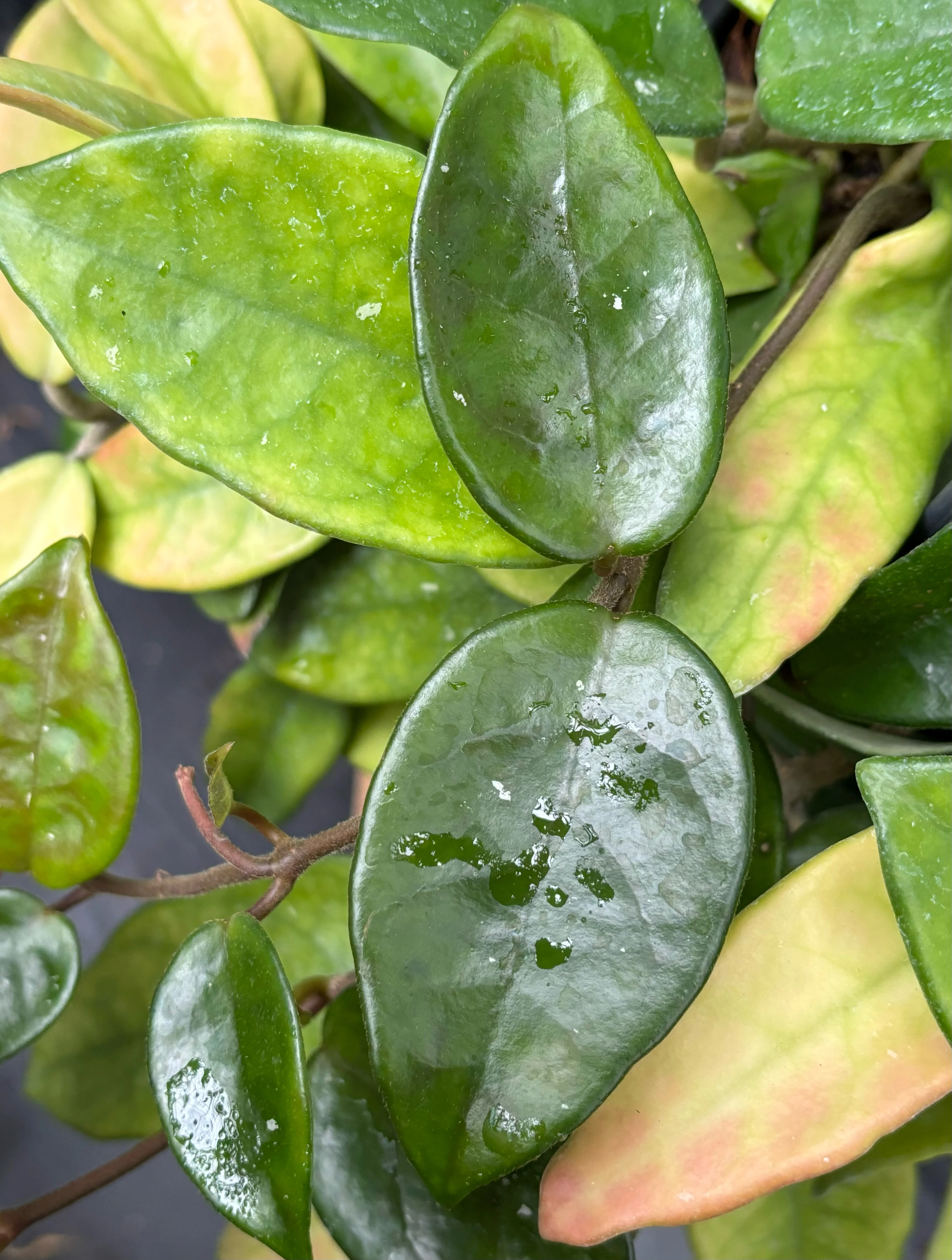 Hoya carnosa H8 - Image 4