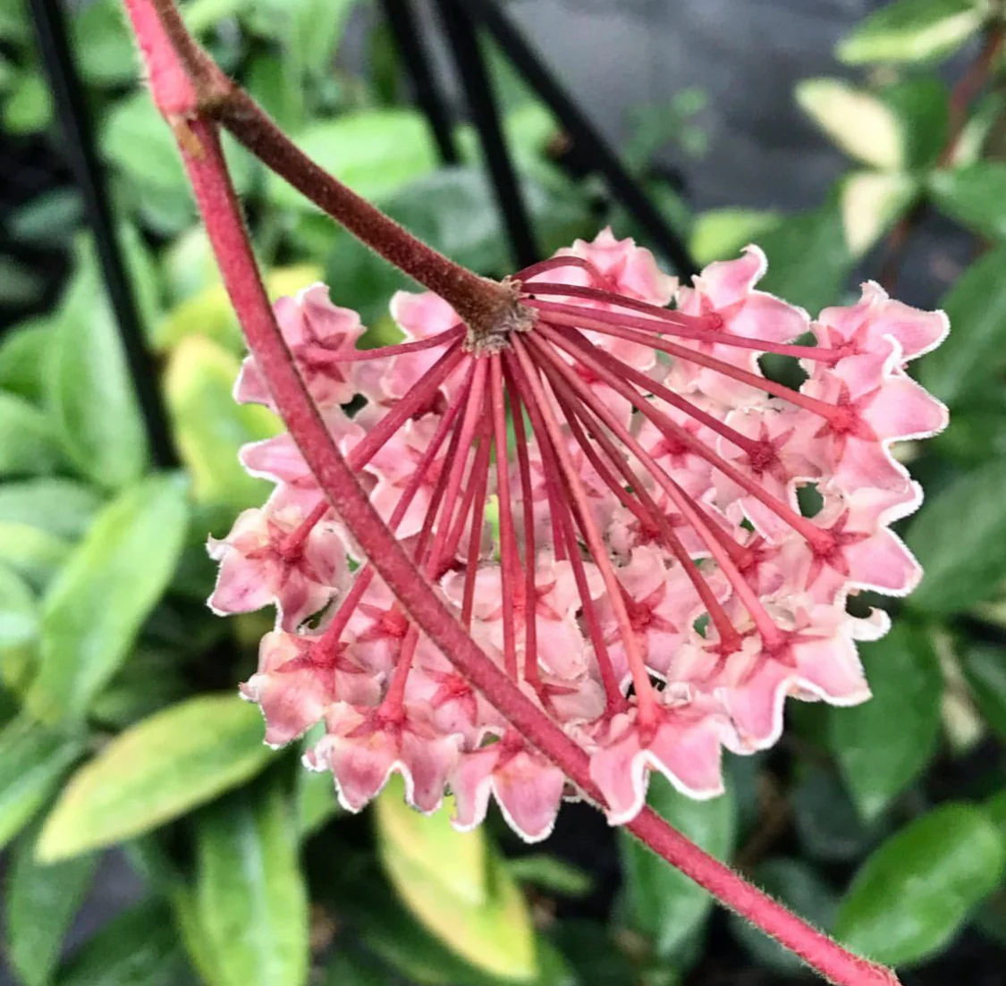Hoya carnosa H8 - Image 5