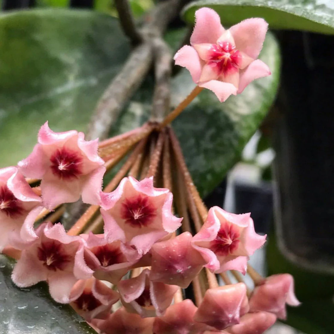 Hoya carnosa H8 - Image 6
