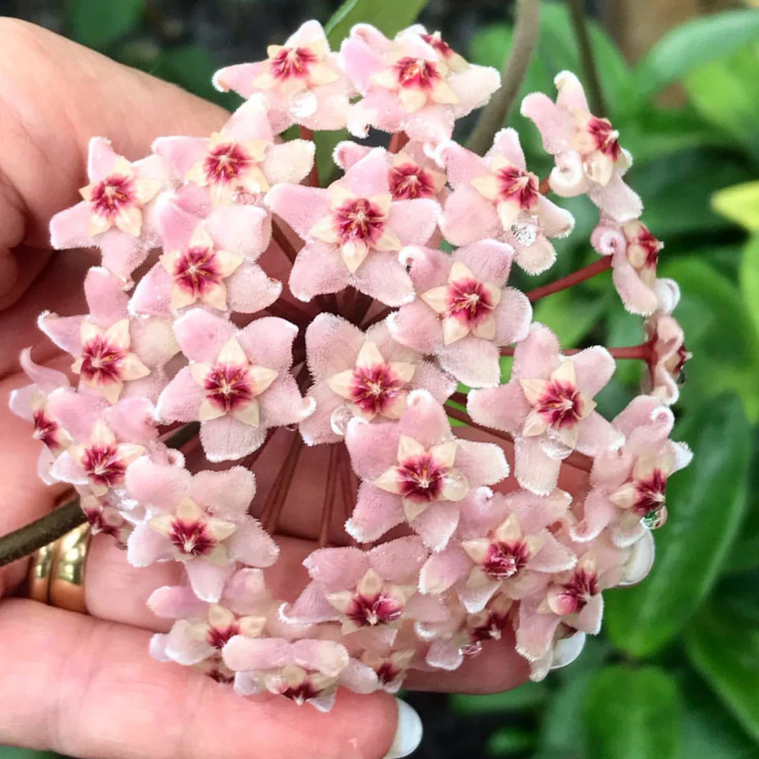 Hoya carnosa H8 - Image 7