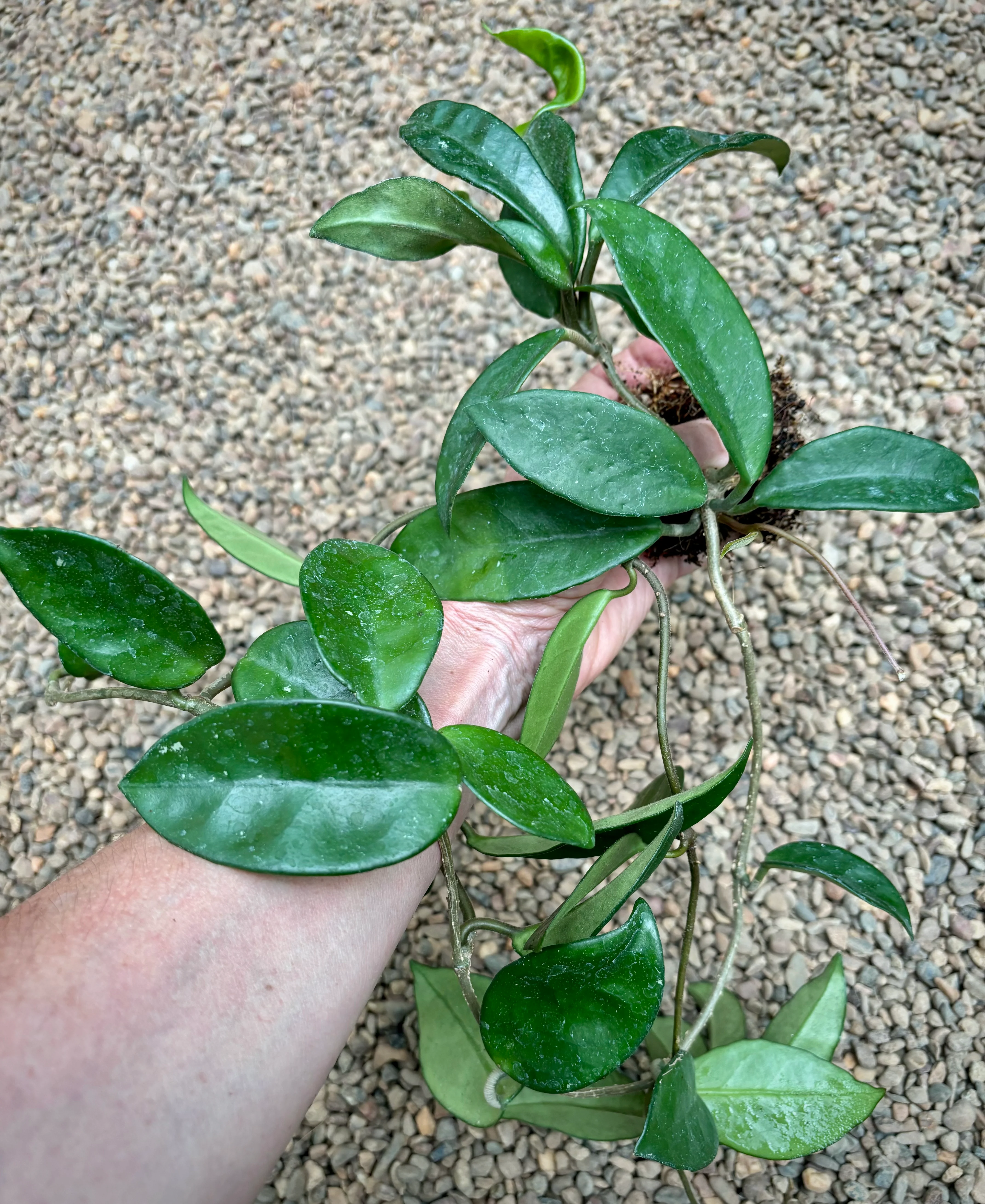 Hoya carnosa H8 - Image 8