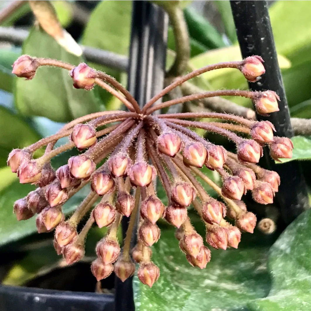 Hoya carnosa H8 - Image 9