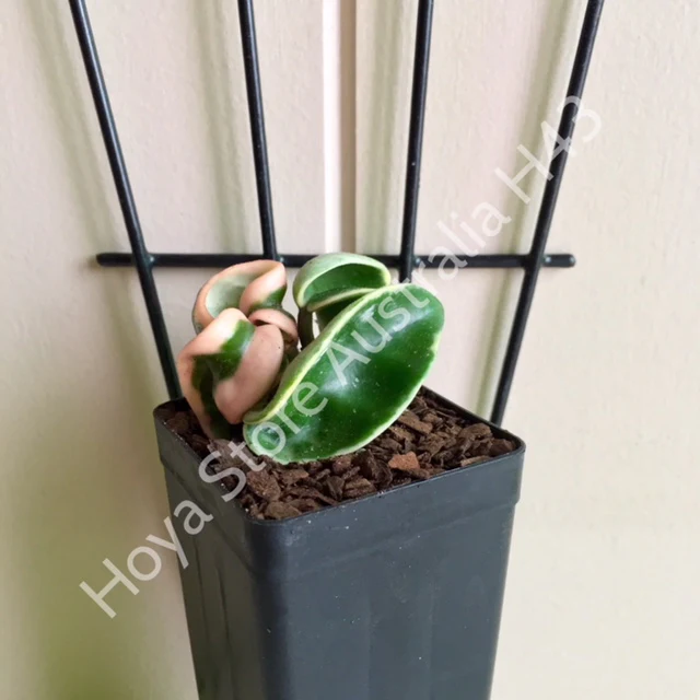 Hoya compacta Indian Rope - outside variegate H43 - Image 10