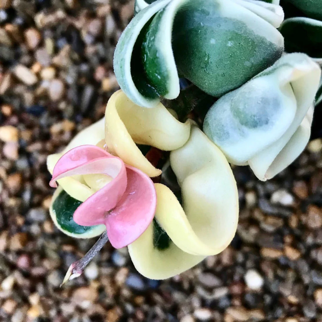 Hoya compacta Indian Rope - outside variegate H43 - Image 3