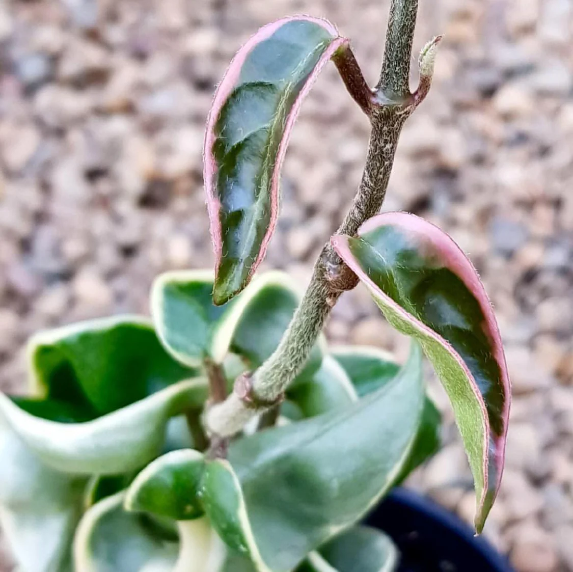 Hoya compacta Indian Rope - outside variegate H43 - Image 4