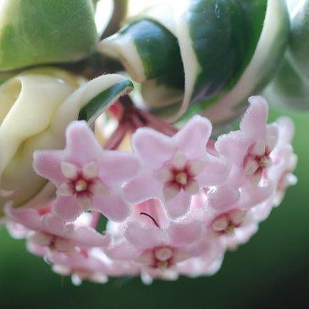 Hoya compacta Indian Rope - outside variegate H43 - Image 5