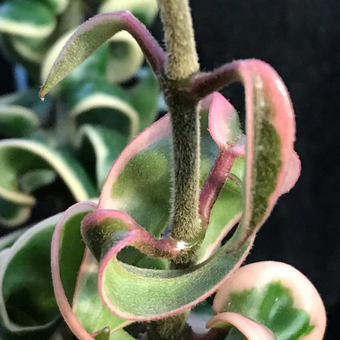 Hoya compacta Indian Rope - outside variegate H43 - Image 6
