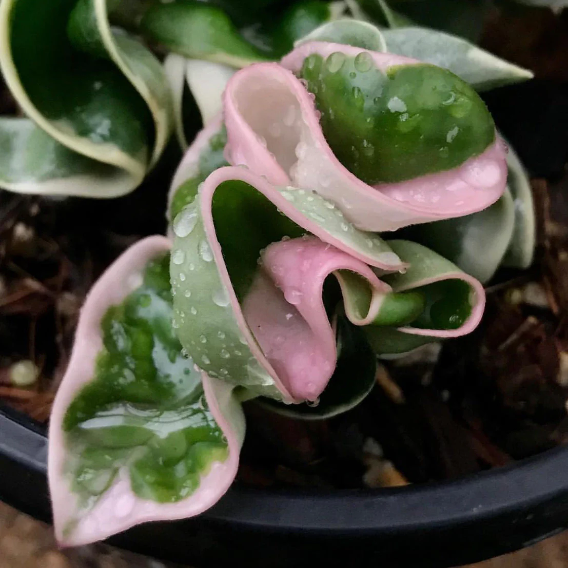 Hoya compacta Indian Rope - outside variegate H43 - Image 7