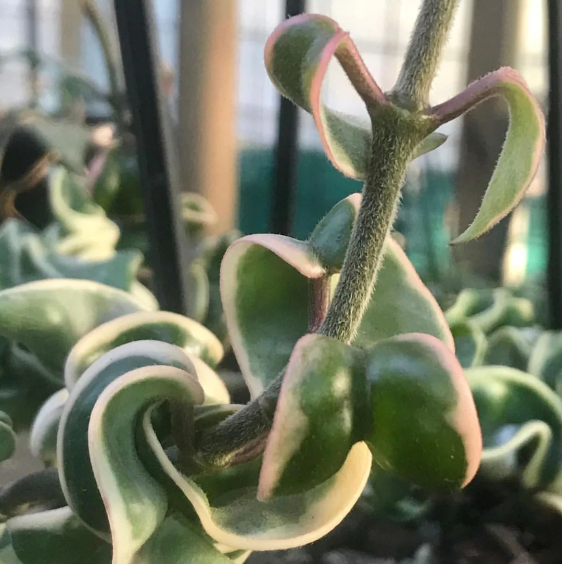 Hoya compacta Indian Rope - outside variegate H43 - Image 8