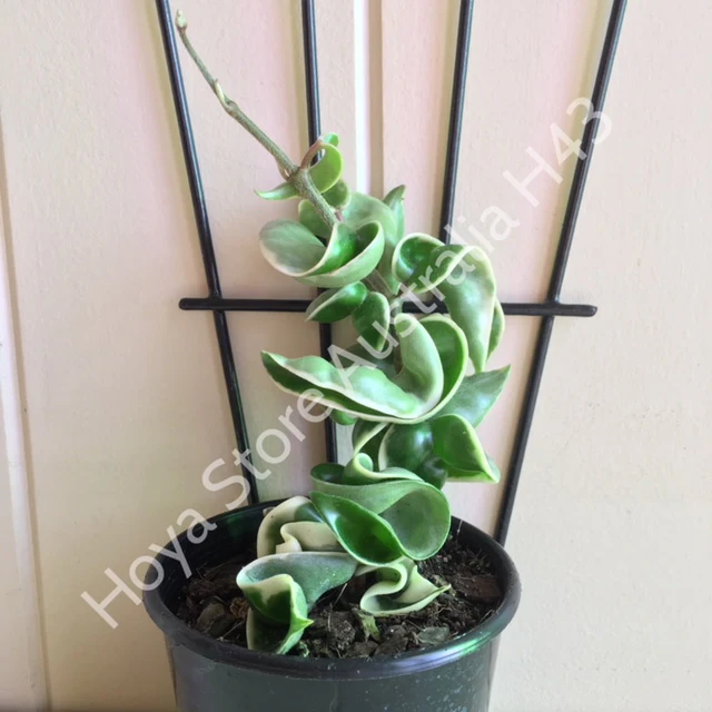 Hoya compacta Indian Rope - outside variegate H43 - Image 9