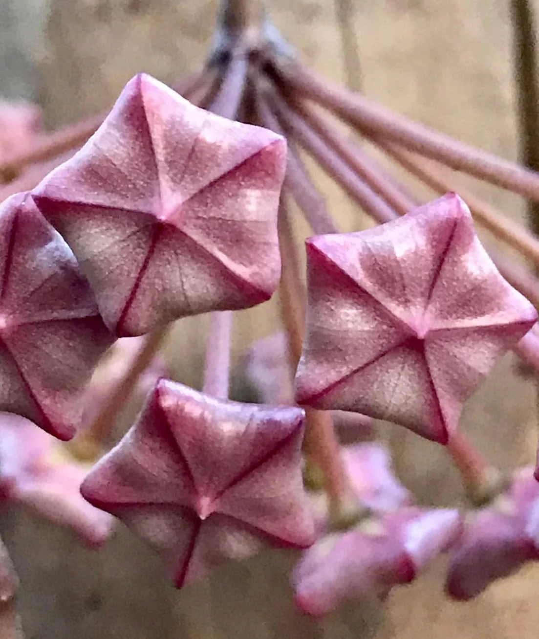 Hoya carnosa 'Krimson Princess' H9 - Image 10