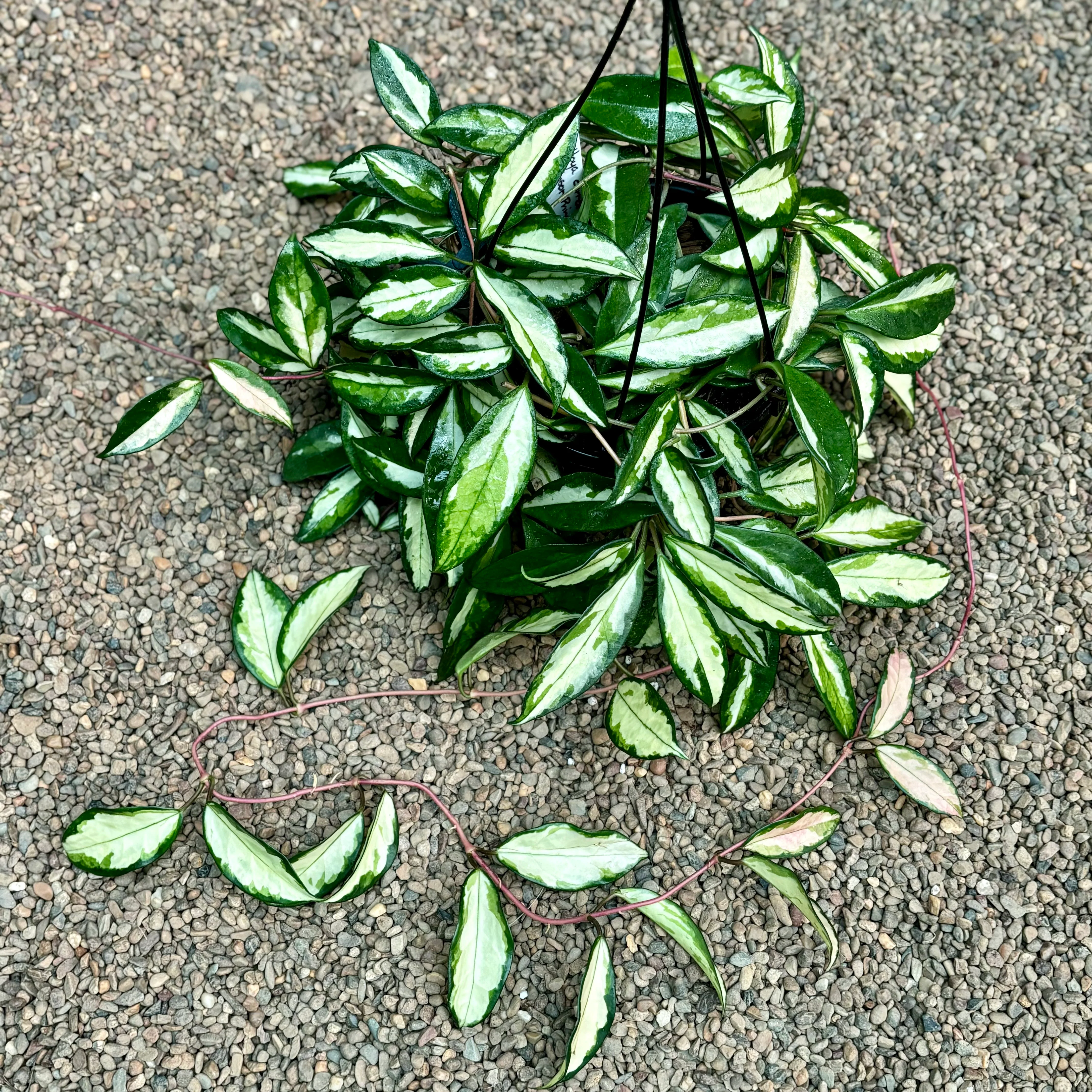 Hoya carnosa 'Krimson Princess' H9 - Image 11