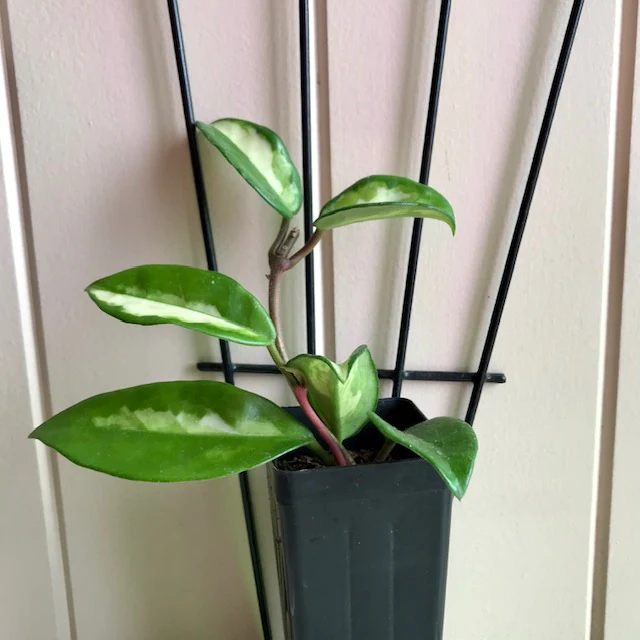 Hoya carnosa 'Krimson Princess' H9 - Image 12