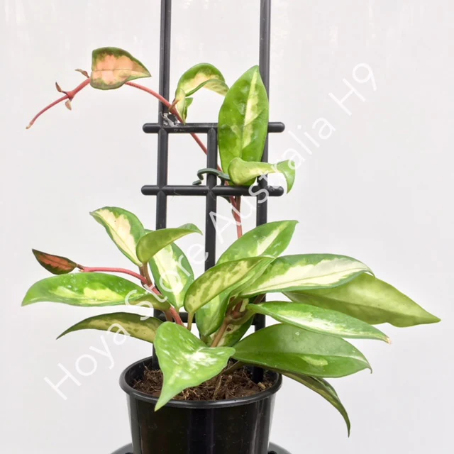 Hoya carnosa 'Krimson Princess' H9 - Image 13