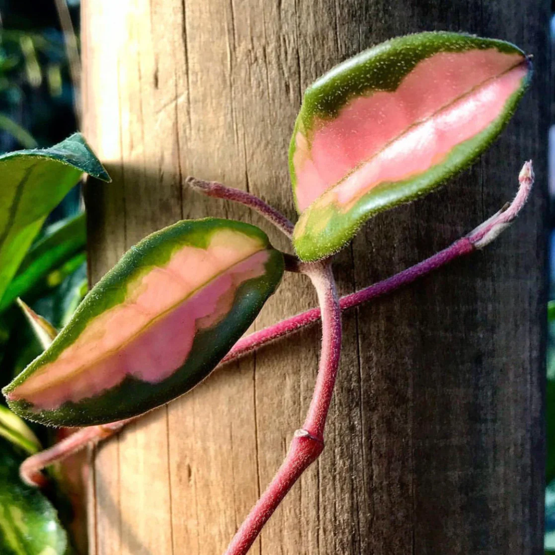 Hoya carnosa 'Krimson Princess' H9 - Image 3