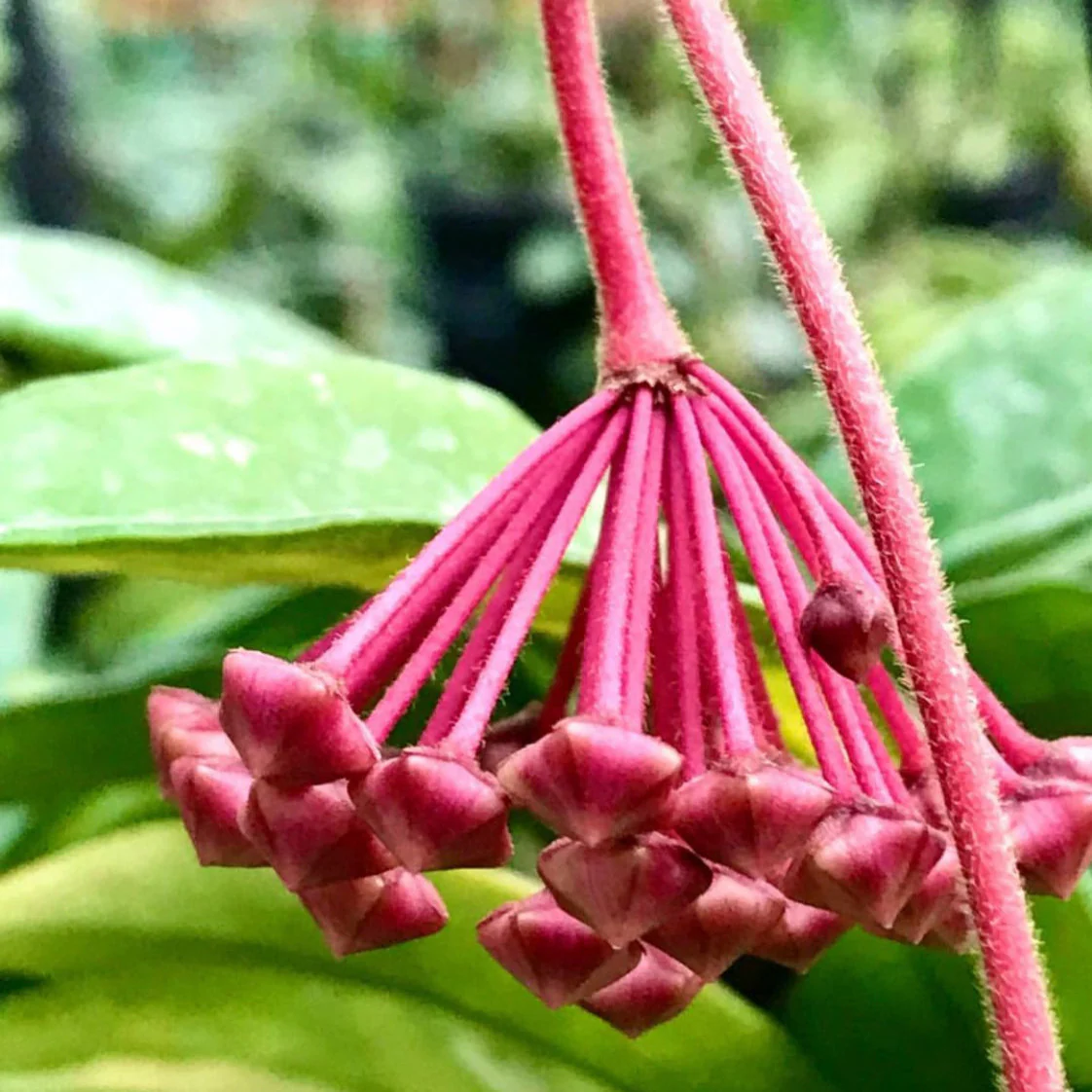 Hoya carnosa 'Krimson Princess' H9 - Image 4