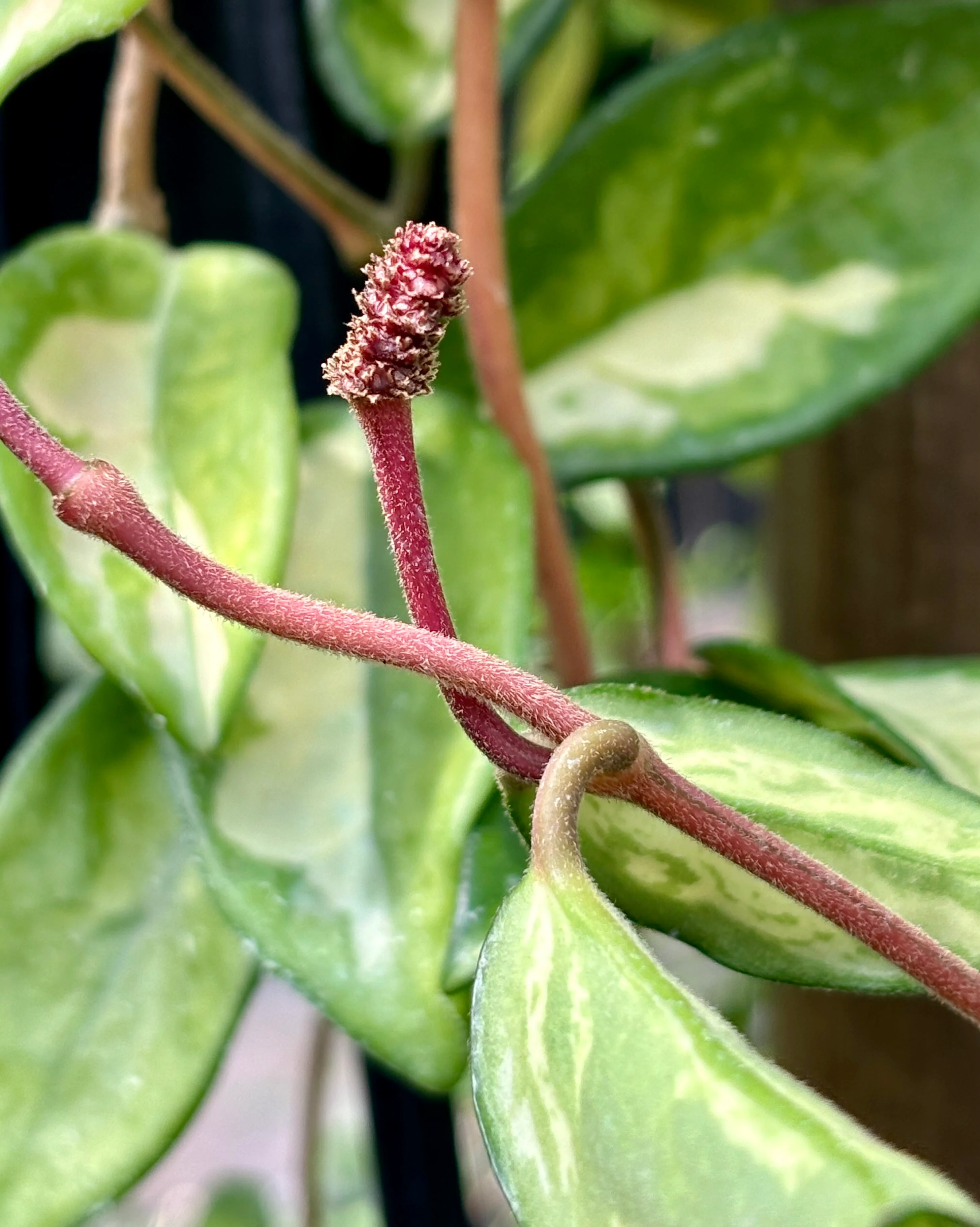 Hoya carnosa 'Krimson Princess' H9 - Image 5