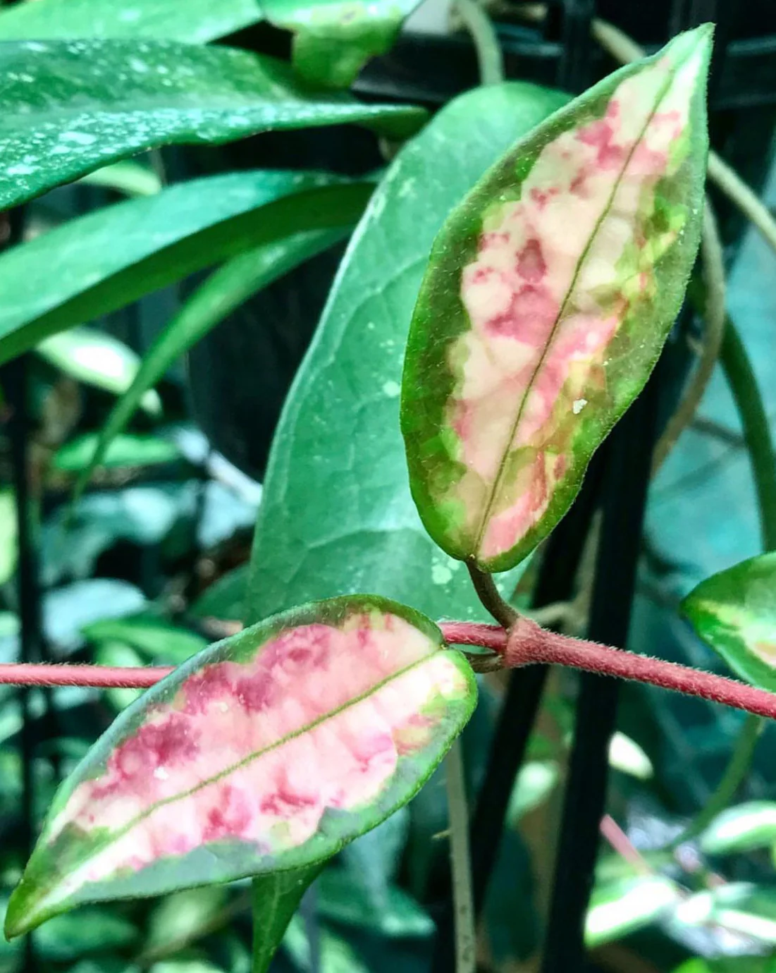 Hoya carnosa 'Krimson Princess' H9 - Image 6