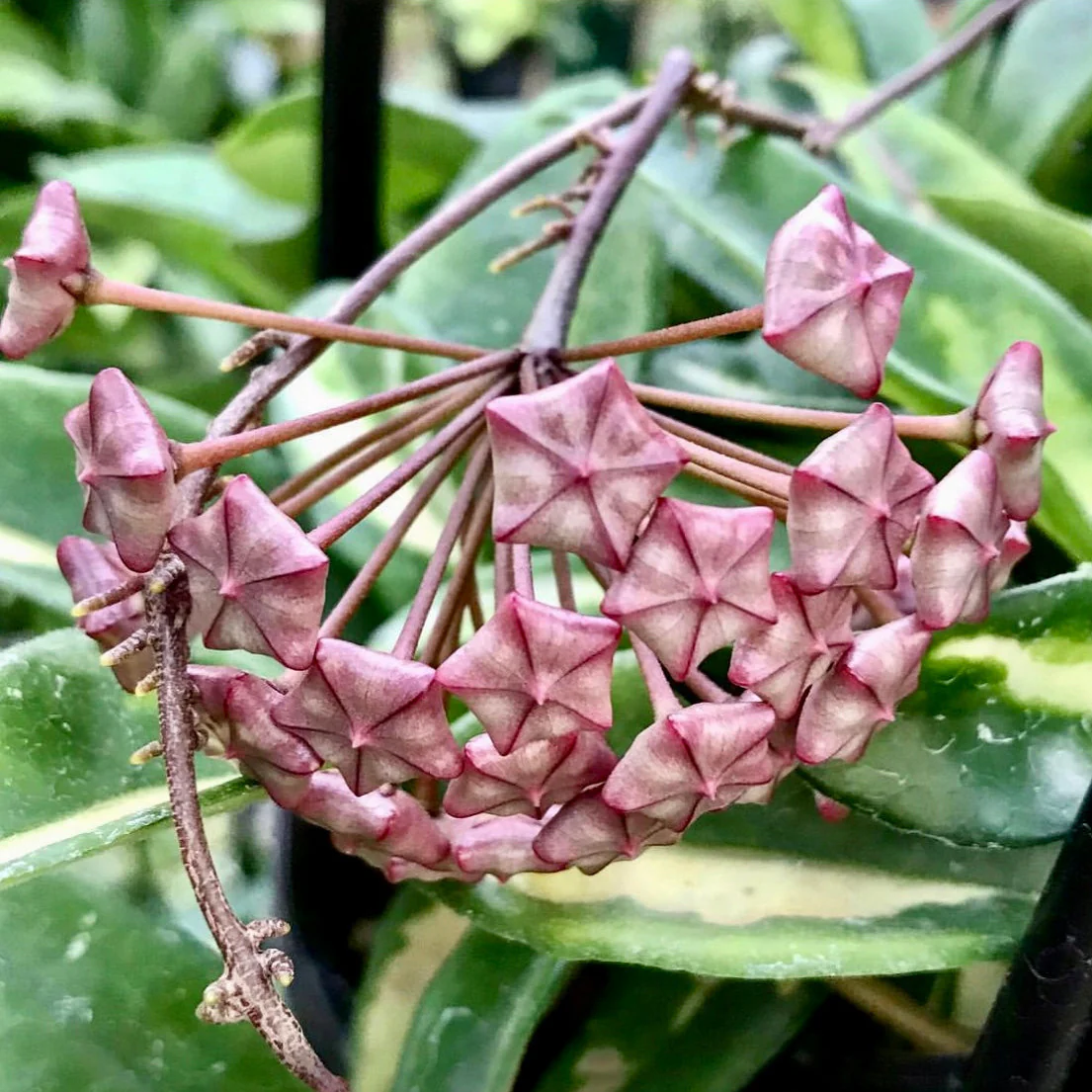 Hoya carnosa 'Krimson Princess' H9 - Image 7