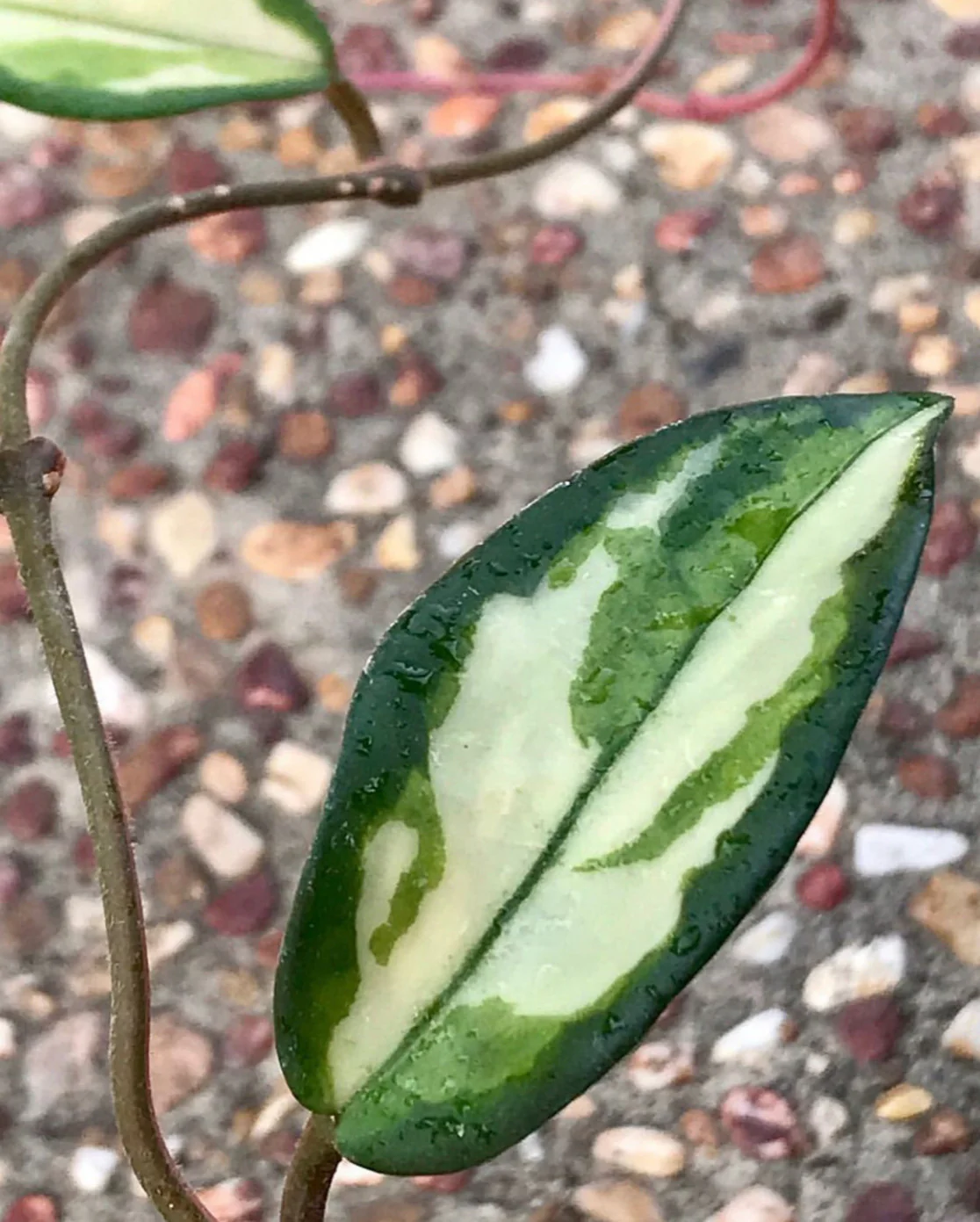 Hoya carnosa 'Krimson Princess' H9 - Image 9