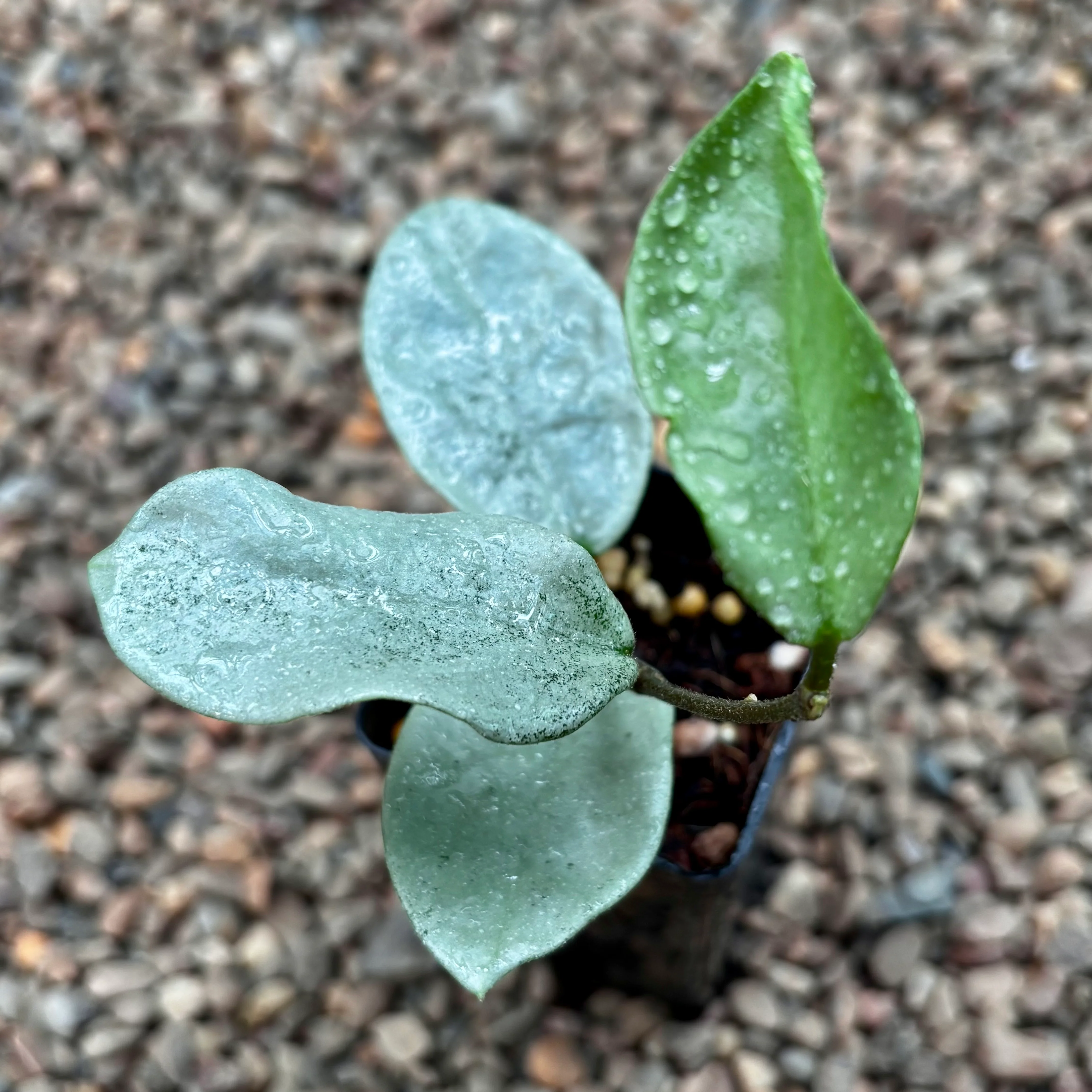 Hoya carnosa 'Nova Ghost' H479 - Image 4