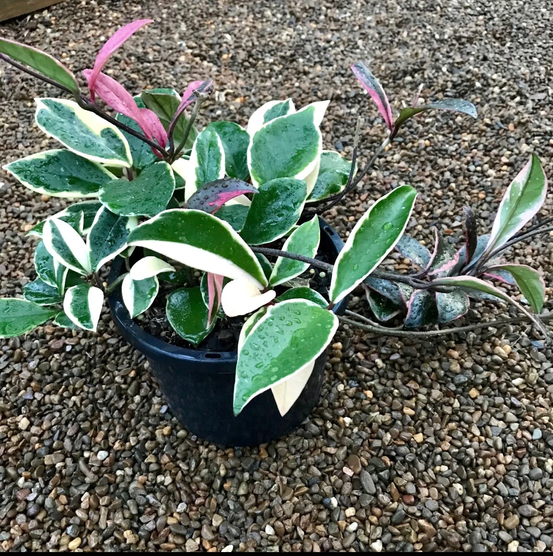 Hoya carnosa variegata 'Purple Pride' H216 - Image 12