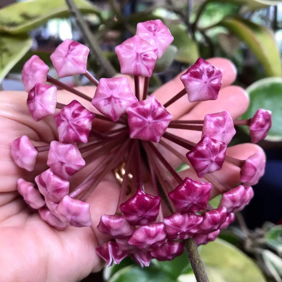 Hoya carnosa variegata 'Purple Pride' H216 - Image 2