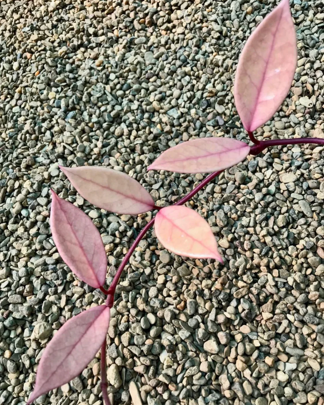 Hoya carnosa variegata 'Purple Pride' H216 - Image 9