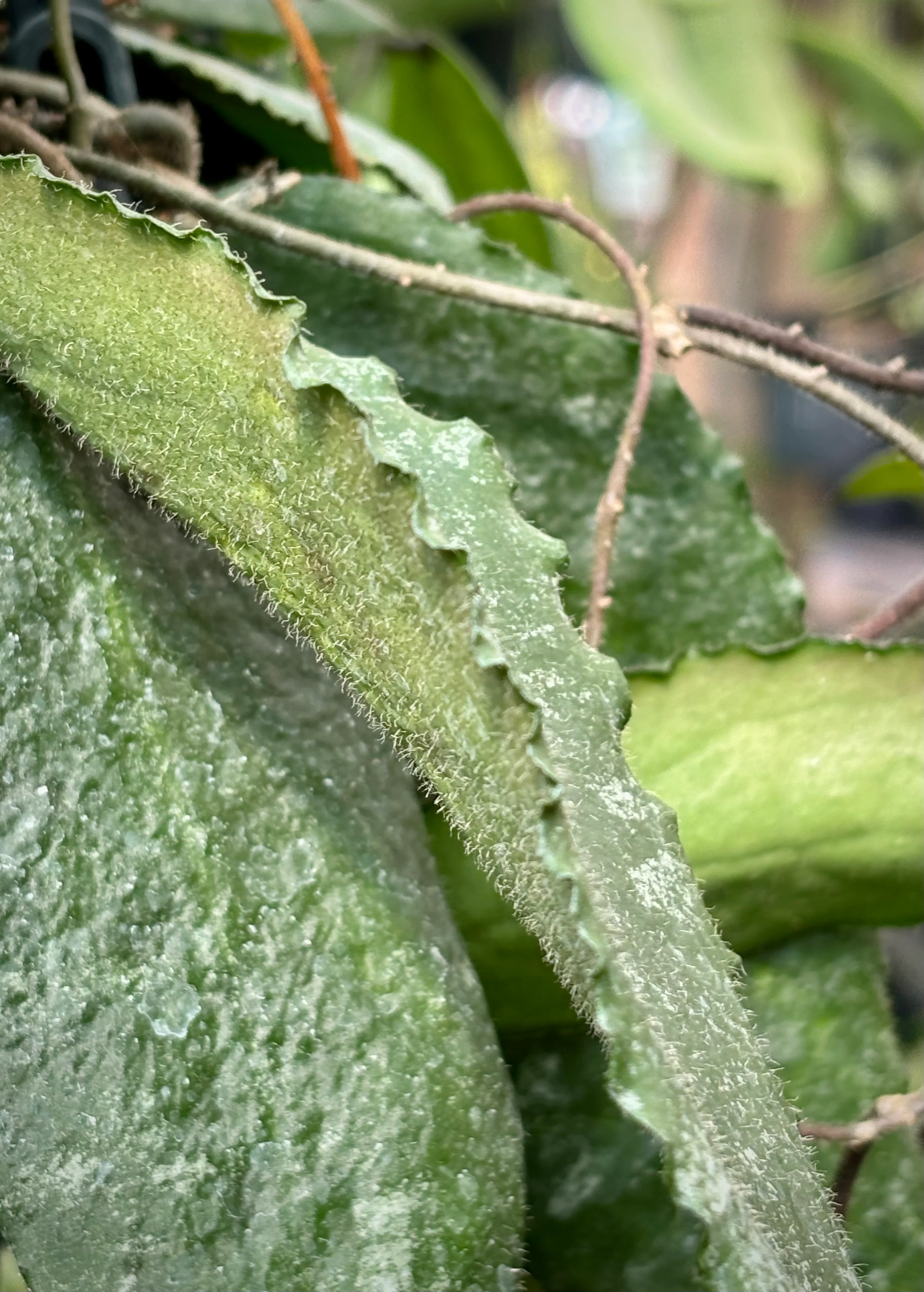 Hoya caudata v crassifolia H200 - Image 13