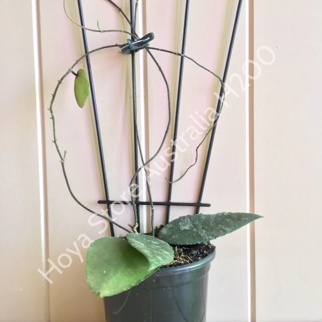 Hoya caudata v crassifolia H200 - Image 15