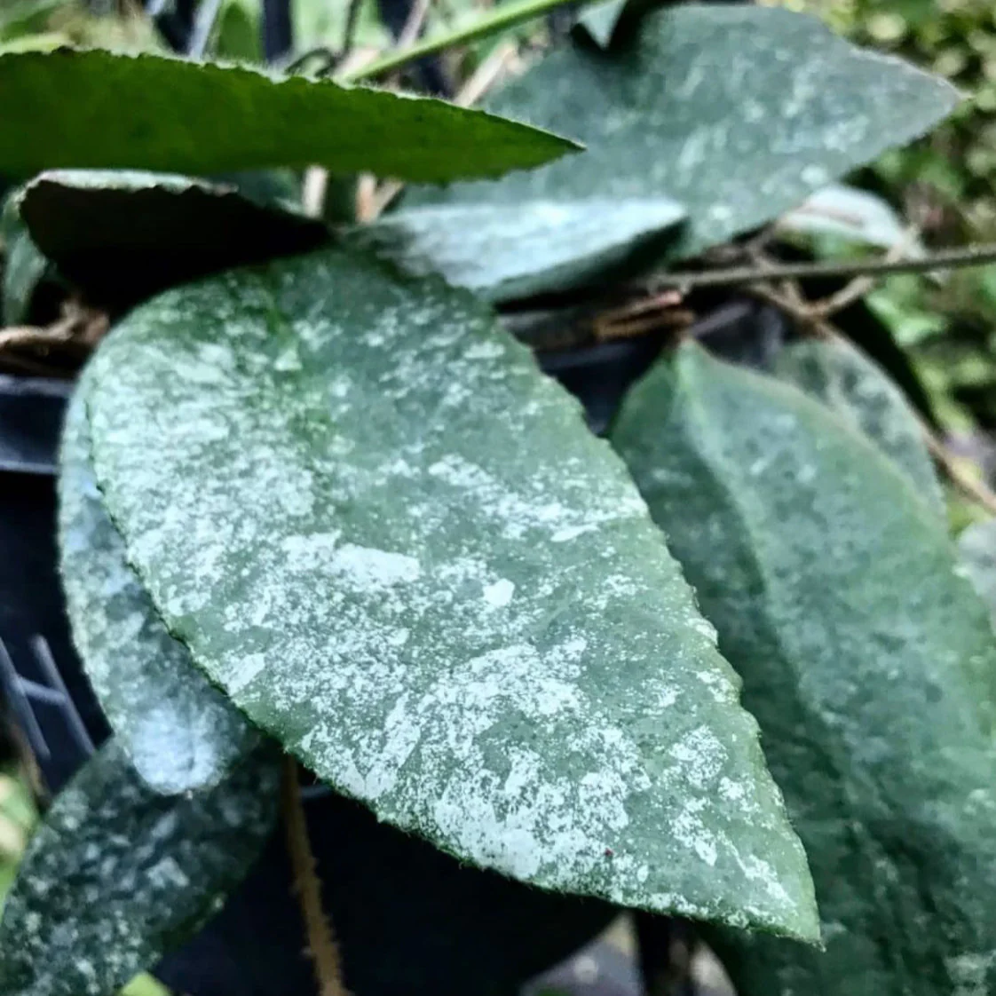 Hoya caudata v crassifolia H200 - Image 3