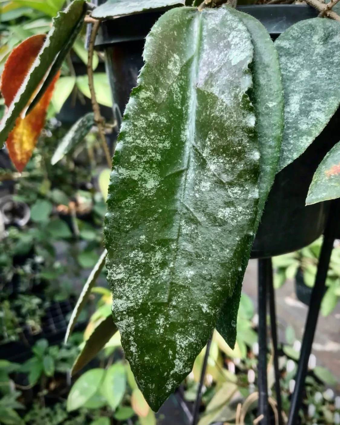 Hoya caudata v crassifolia H200 - Image 4