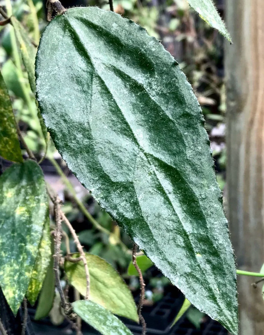 Hoya caudata v crassifolia H200 - Image 5