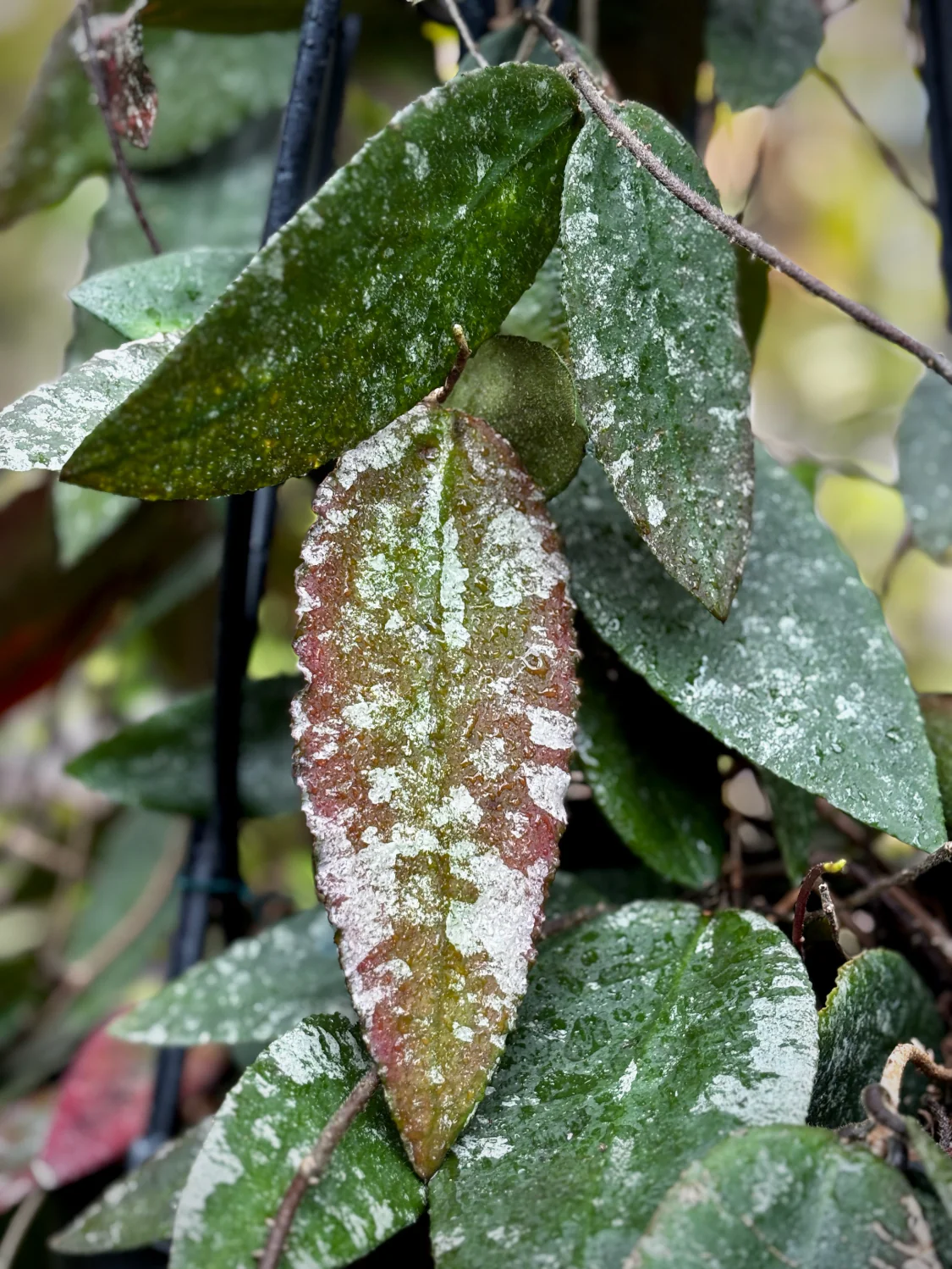 Hoya caudata v crassifolia H200 - Image 8