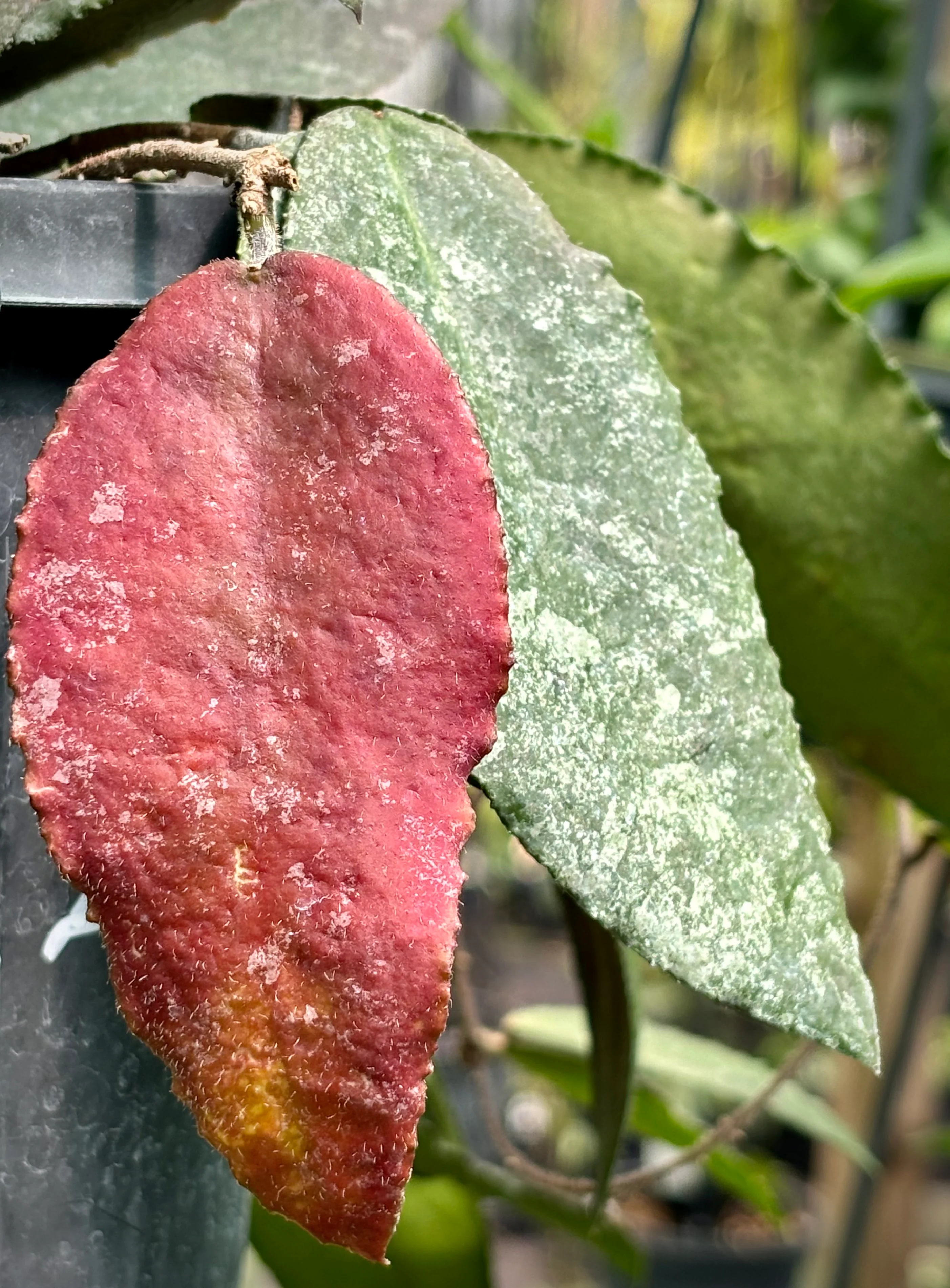 Hoya caudata v crassifolia H200 - Image 9