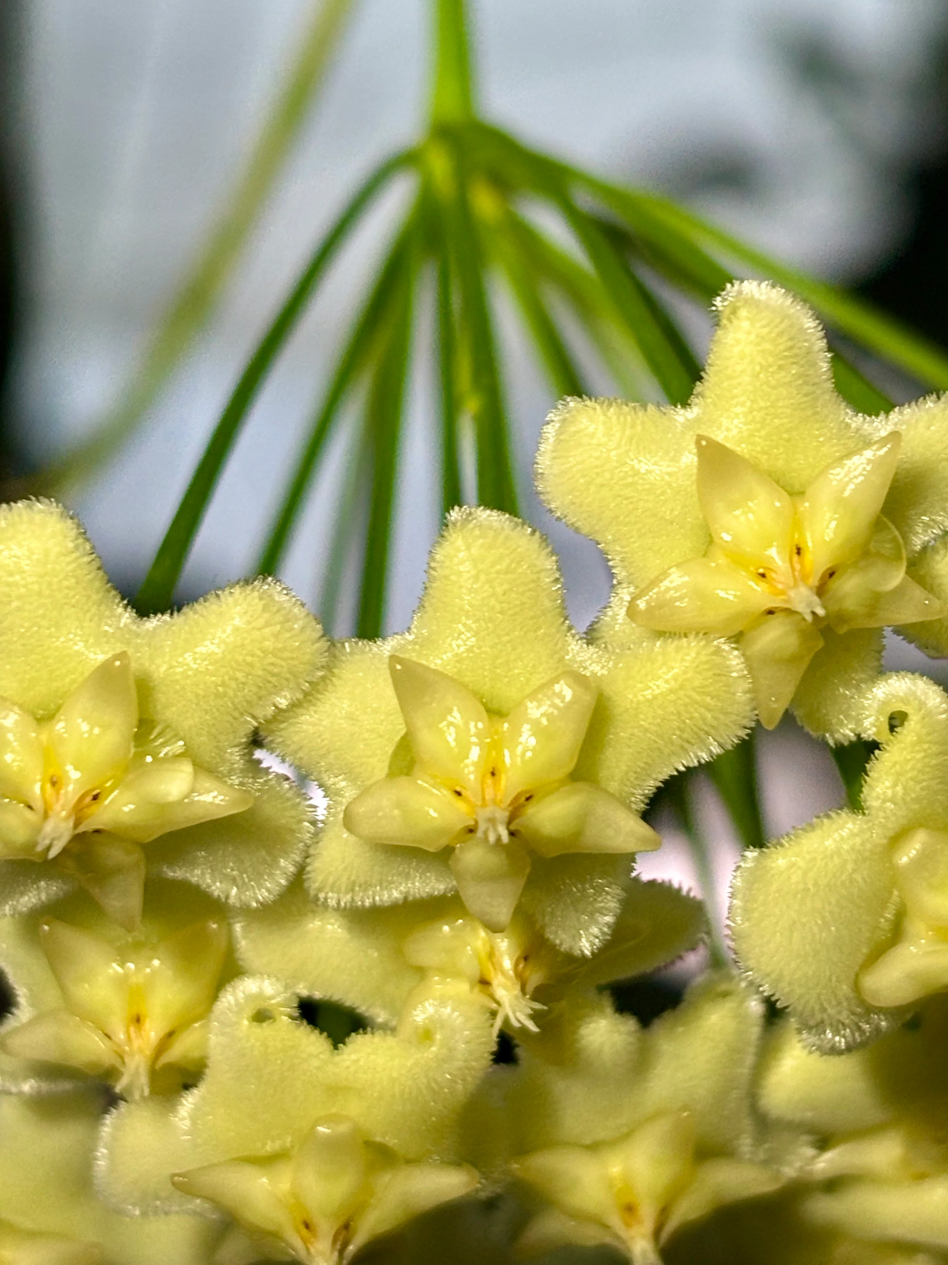 Hoya celata H210 - Image 8