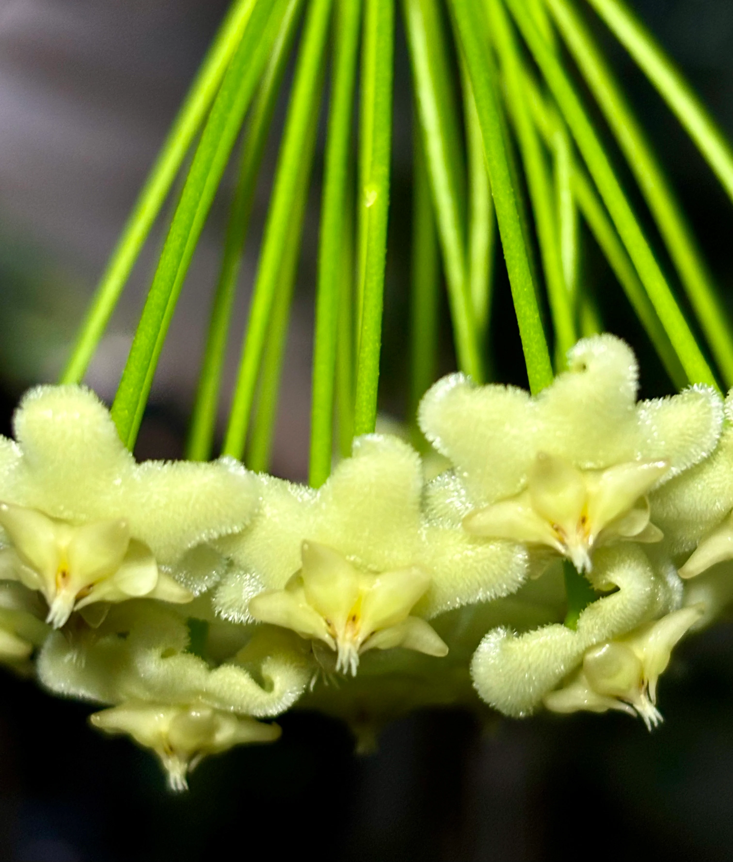 Hoya celata H210 - Image 9
