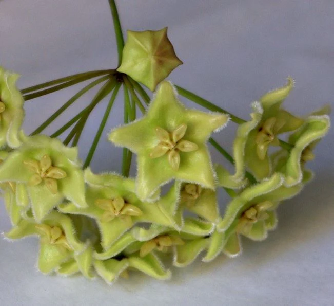 Hoya chlorantha IML 1352 H149 - Image 4
