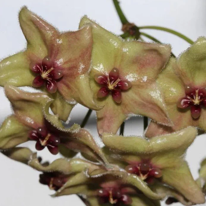 Hoya chlorantha var. tuituilensis IML 0545 H276 - Image 3