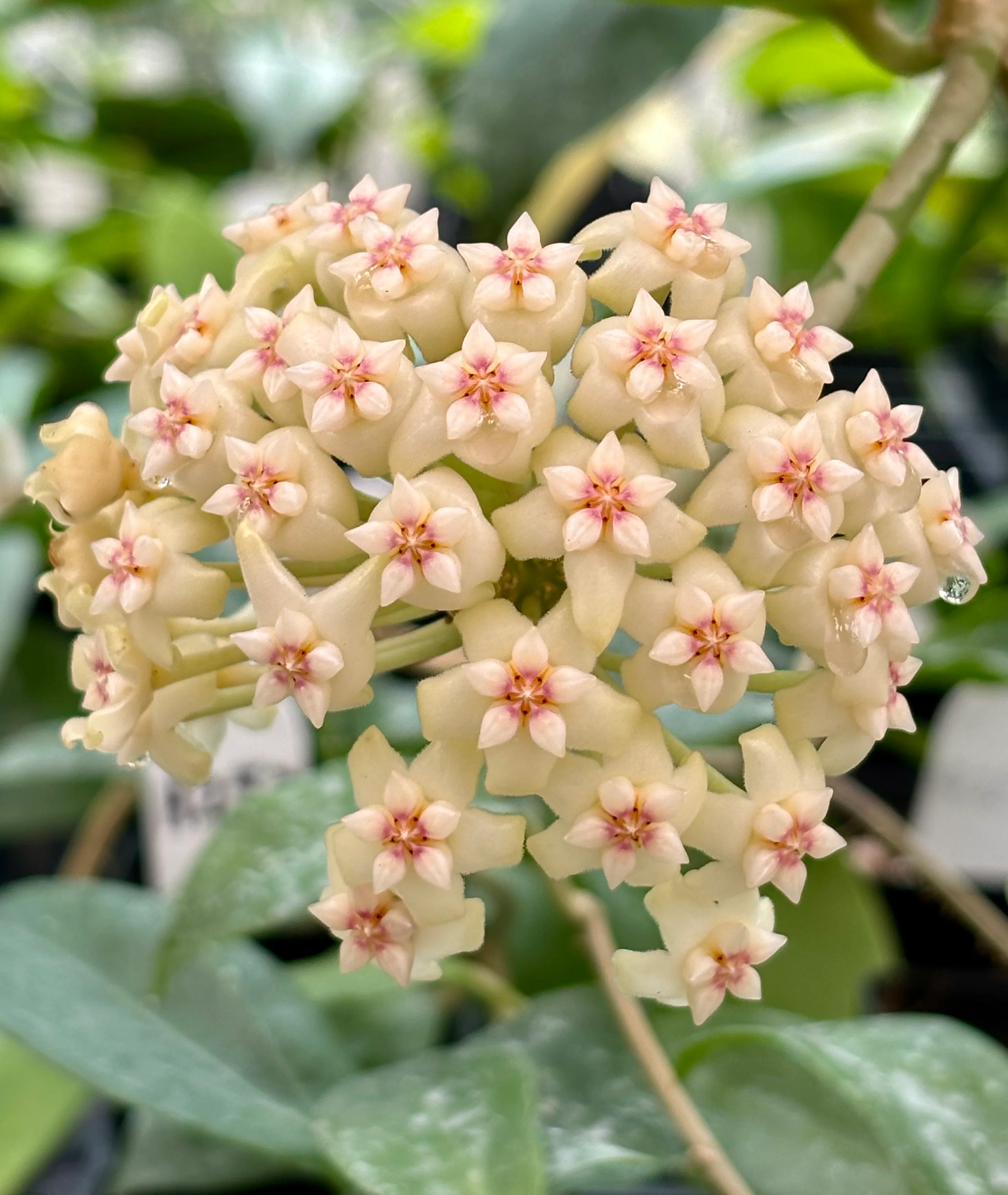 Hoya 'Christine' H180 - Image 3